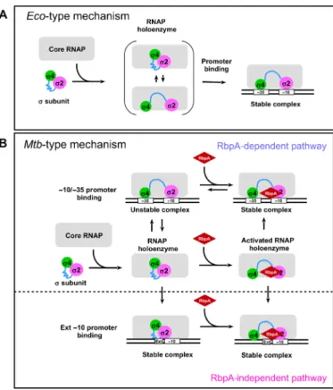 Fig. 5. The “ dynamic ” model for the s subunit activation and promoter rec- rec-ognition