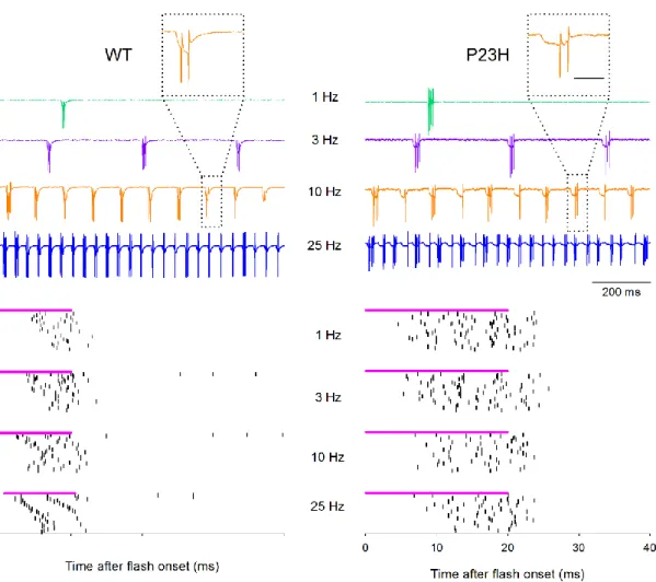 Figure  4.  NT/FTO-evoked  activity  in  ganglion  cells  from  WT  and  P23H  retinas