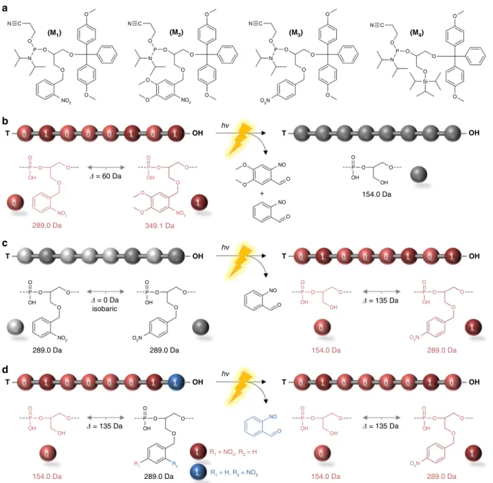 Fig. 1 Monomer and polymer design. a Molecular structures of the different phosphoramidite monomers that were synthesized and used in the present work