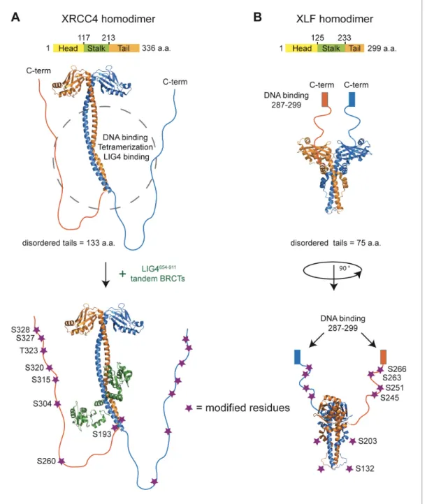 Figure supplement 1. Coomassie stained reducing SDS-PAGE analysis of recombinant XRCC4 and XLF variants produced in bacteria (1 mg/lane).