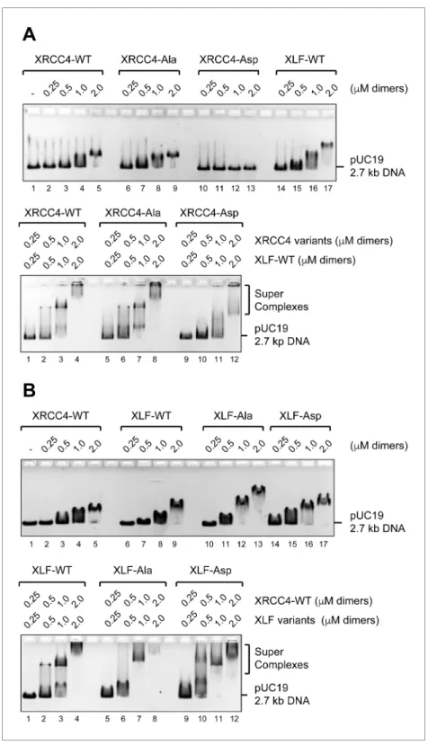 Figure 3. Formation of DNA/XRCC4/XLF super-complexes is not disrupted by phosphorylation site mutation