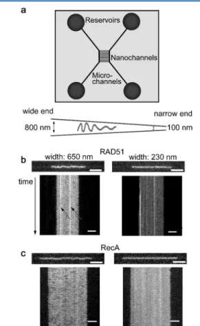 Figure 2 shows microscopy images and corresponding kymographs of human RAD51 ﬁ laments compared with images and kymographs of ﬁ laments formed by its bacterial ortholog RecA, which is known to form uniform ﬁ laments