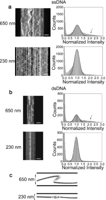 Table 1. Dominant Feature Detected in RAD51 Filaments Formed on ssDNA or dsDNA in the Presence of Ca 2+ or Mg 2+ at Di ﬀ erent Nucleation Concentrations of RAD51 (1:1 or 1:600 RAD51 monomers to bases/bp) a