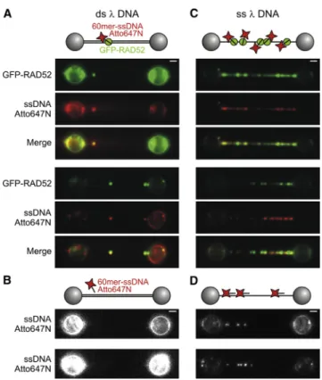 Figure 4. GFP-RAD52 Captures ssDNA in trans