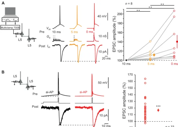 Fig. 1. ISF at L5-L5 synapses. (A) Induction of ISF with physiological stimuli. Left: Schematic representation of the system used to inject a dynamic current mimicking five  glutamatergic inputs into the presynaptic neuron