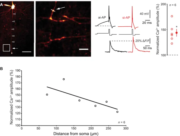 Fig. 3. Ca 2+  imaging. (A) Left: Ensemble view and detail of axonal arborization of an L5 pyramidal neuron filled with Alexa 594 and Fluo-4