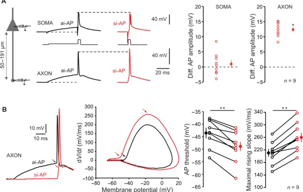 Fig. 4. Modulation of axonal spike amplitude. (A) ISF is associated with a modulation of axonal spike amplitude