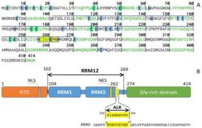 Figure 1. (A) Primary sequence of TAR DNA-binding protein 43 (TDP-43). The fragments of 102–269  (RRMs) and 256–264 (ALR) discussed in this study overlined and underlined respectively