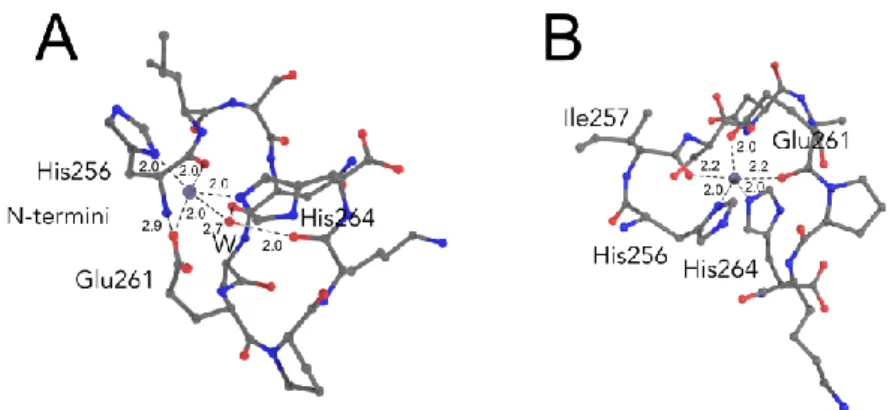 Figure 5. ALR peptide models from QM/MM simulations in which the zinc ion is coordinated (A) by  four  chelators:  Nδ  His256,  Nδ  His264,  and  Oδ  Glu261  and  backbone  O  from  His256