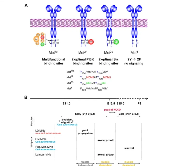 Figure 1 Using Met specificity-switch mutants to study plasticity of HGF/Met functions in motor neurons