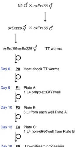 Figure 1. Simplified workflow for the upstream steps in the mutant generation protocol