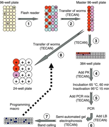 Figure 4. Downstream processing workflow for F6 generation worms. The numbered solid arrows indicate the successive steps