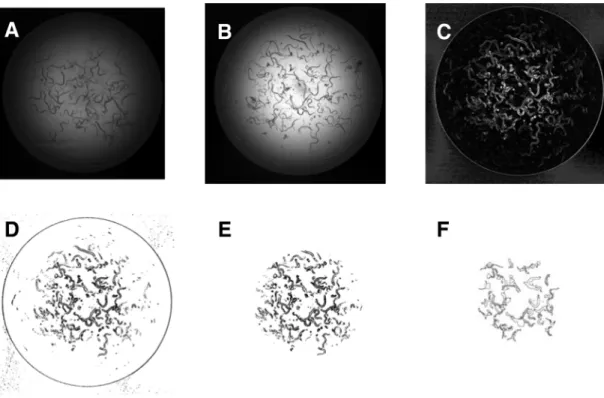 Figure 5. Successive steps in image analysis to determine whether a well contains worms