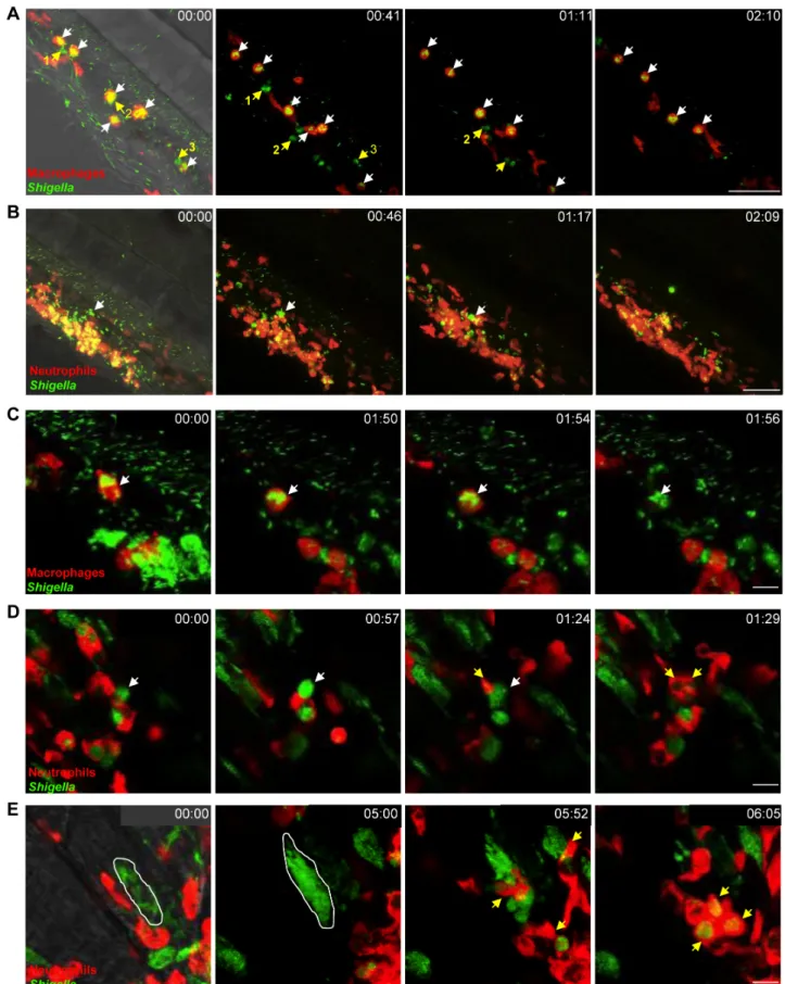 Figure 3. In vivo Shigella -phagocyte interactions. A–E: Frames extracted from in vivo time-lapse confocal imaging sessions of 3 dpf larvae injected in the bloodstream and in the adjacent mesenchyme with sublethal inocula of GFP-Shigella