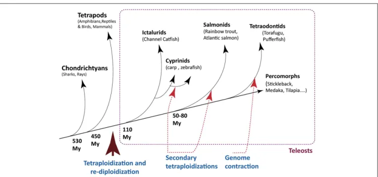 FIGURE 1 | Milestones of genome evolution within the fish lineage. A few key events of tetraploidization/re-diploidization and contraction are represented.
