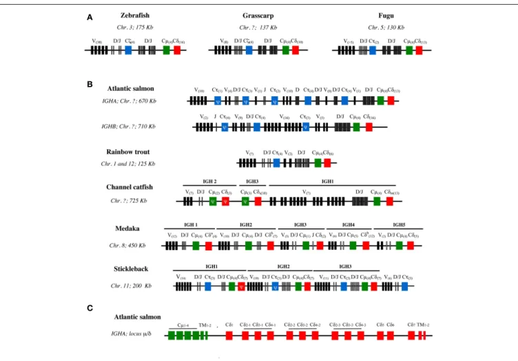 FIGURE 2 | Schematic structure of IgH loci in different teleost species.