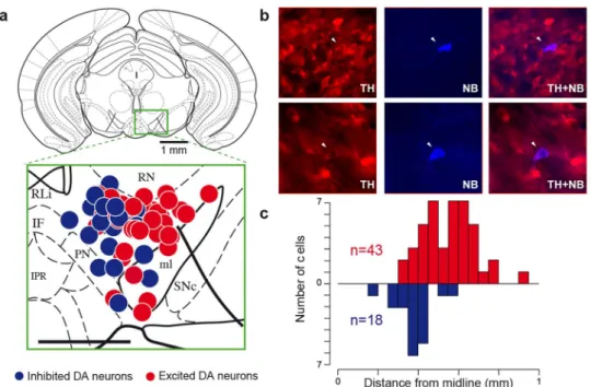 Figure 2 | Inhibited DA neurons are located in the medial part of the VTA. (a) Coronal diagram at 23.52 mm from bregma onto which are positioned TH-positive cells labelled in vivo