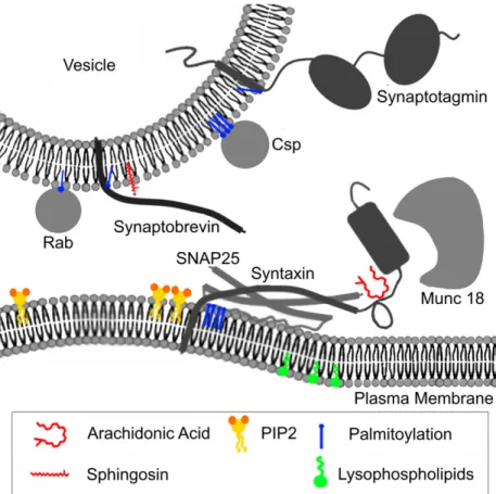 Fig. 1. Lipids regulate exocytosis by different mechanisms. This figure presents different ways used by lipids to regulate vesicle fusion during exocytosis