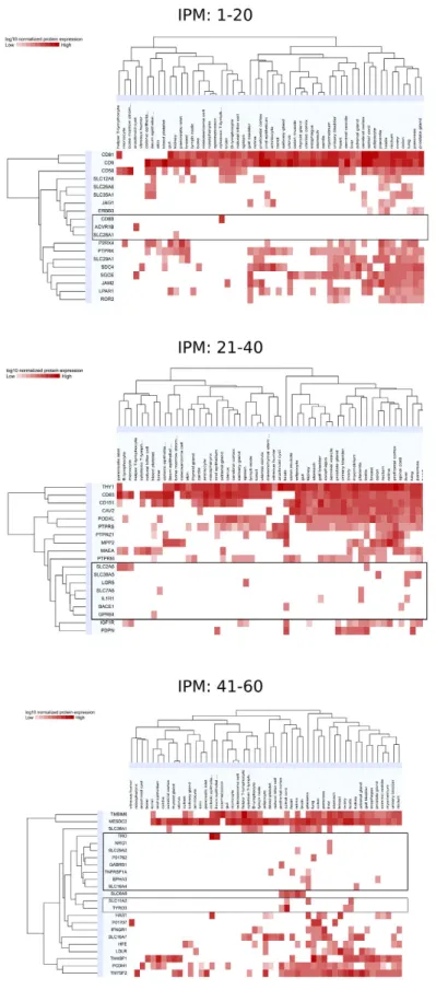 Figure 6.  New potential MSC markers among plasma membrane proteins. Proteins identified in MSC (by  proteomics) annotated as “integral to plasma membrane” (IPM) were screened for overall tissue expression  based on ProteomicsDB