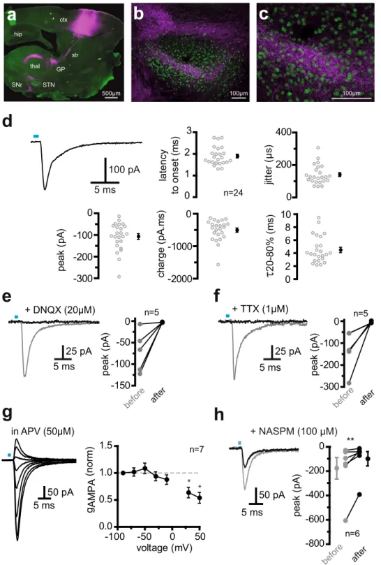Figure 2.  Optical activation of corticofugal fibers in the STN results in action potential-dependent AMPA  synaptic transmission (a) Expression of mCherry following transfection of a ChR2-mCherry viral solution in  the motor cortex