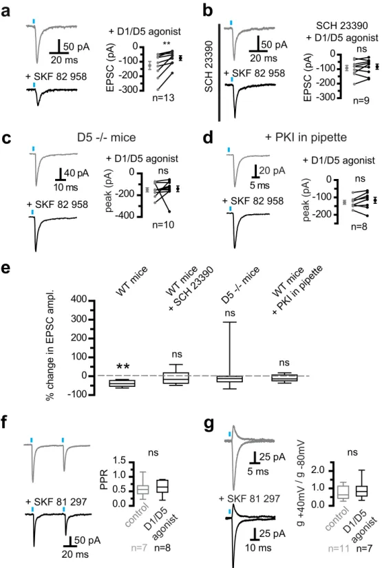 Figure 4.  D5 dopamine receptors reduced AMPA/kainate synaptic strength. (a) Activating D1/D5 receptors  reduced cortico-subthalamic AMPA/kainate EPSCs in subthalamic neurons