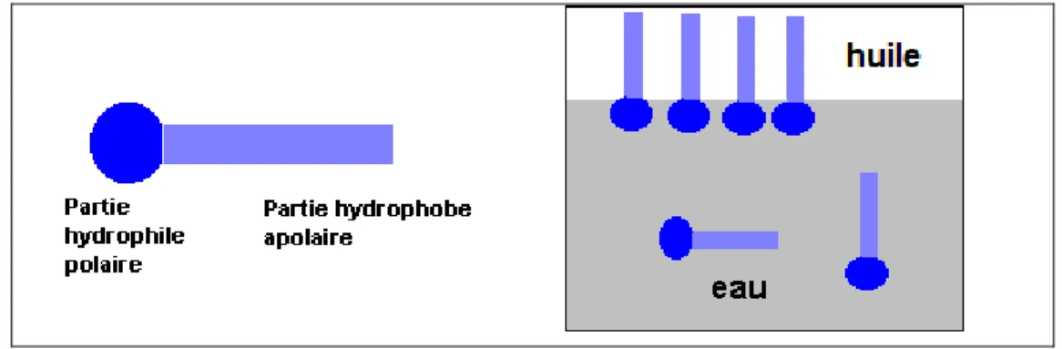 Figure 2. Principe d’une molécule amphiphile 