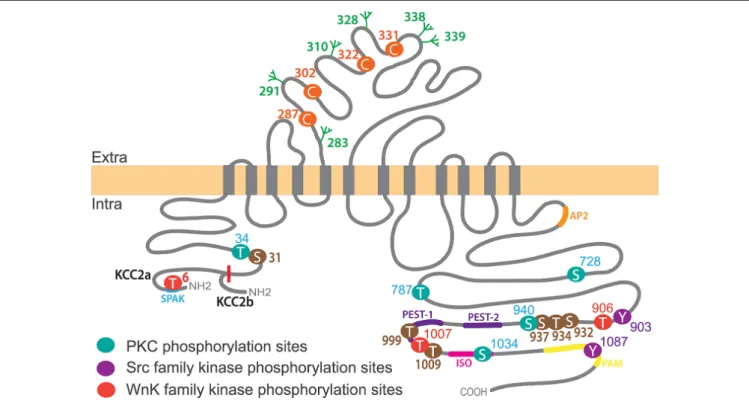 FIGURE 2 | KCC2 structure, key phosphorylation residues and regulatory domains. The KCC2 co-transporter is a ∼140 kDa protein with a predicted topology of 12 membrane spanning segments, an extracellular domain between transmembrane domains 5 and 6 containi