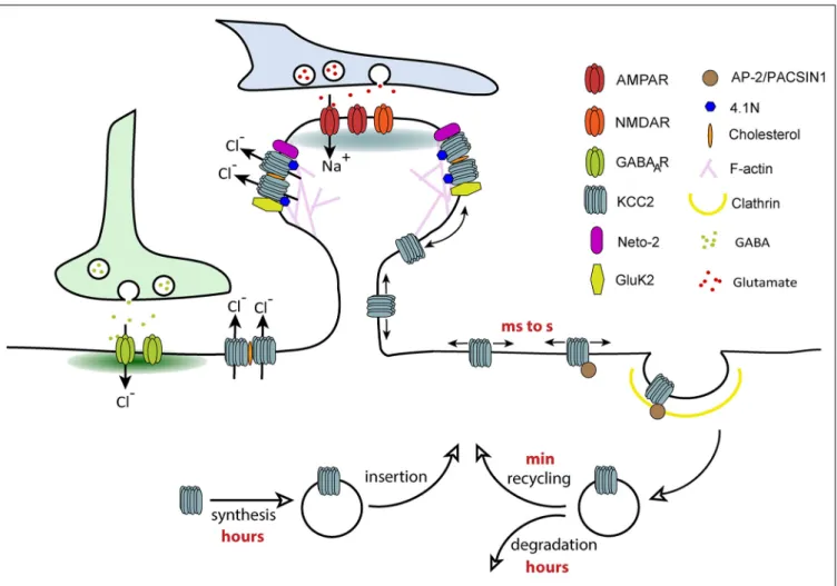 FIGURE 3 | Regulation of KCC2 membrane trafficking by lateral diffusion, clustering and endocytosis