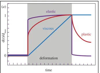 Figure 1. The relative deformations of elastic, plastic and viscous materials.