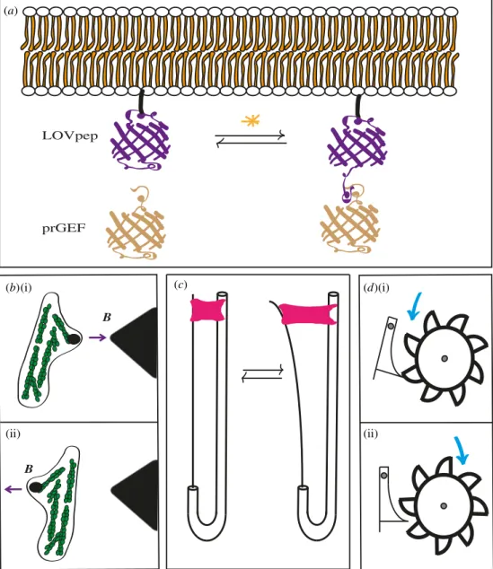 Figure 3. A few novel experimental techniques and ratchet. (a) An illustration of the LOVpep optogenetic contraction control system partially embedded in the plasma membrane