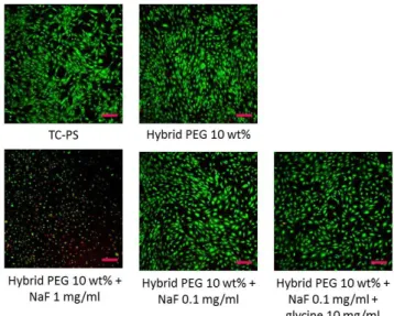 Figure 2.  Cell  viability  of  mMSCs  measured  by  Live/Dead  staining after 48 hours, covered with 10 wt% bis-silylated PEG  hydrogel  containing  different  amounts  of  catalyst
