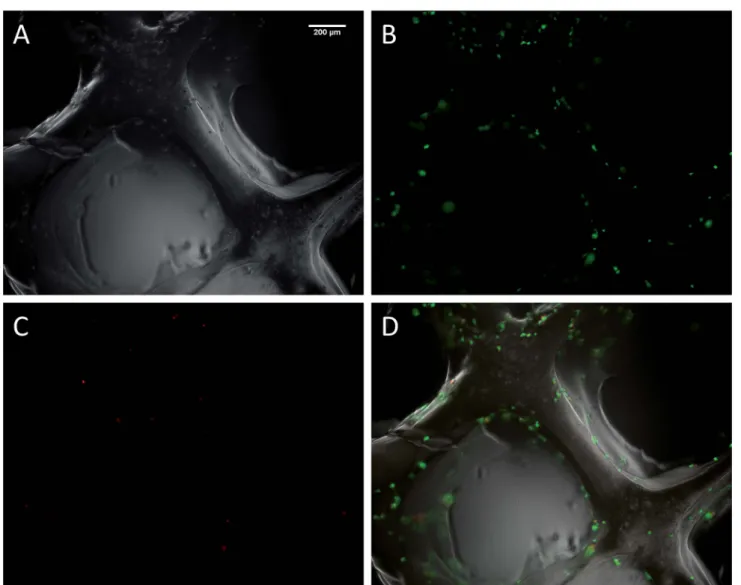 Fig. 4 Fluorescent microscopy images of mMSC after 4 days of culture on a hybrid 3D-printed sca ﬀ old