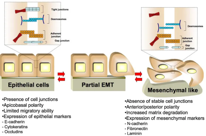 Fig. 1. Cellular modiﬁcations associated with EMT program. After the activation of the EMT program epithelial cells switch off the expression of epithelial markers, such as E- E-cadherin and Cytokeratins, and turn on mesenchymal markers, including N-cadher