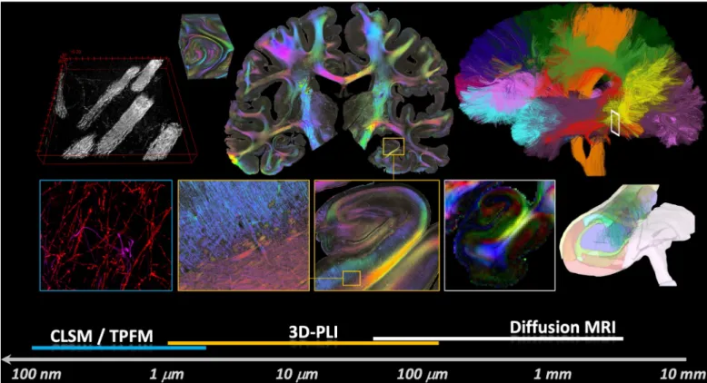 Fig 1. Multiscale organization of brain connectivity. Different methods are being used in the HBP to analyze neuronal connections from the nanometer scale to the centimeter scale