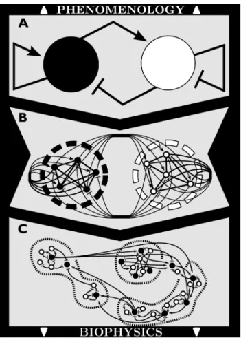 Fig 1. Multiscale top-down approach in modeling neural networks, from phenomenological to biophysical architectures