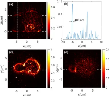 Fig. 4. Reflection SyCM intensity reconstruction of a human effector T lymphocyte: (a) axial cut along dashed green  seg-ments of (c); (b) intensity profile along vertical dotted green line of (a); (c) and (d) transverse cuts along green dashed  seg-ments 