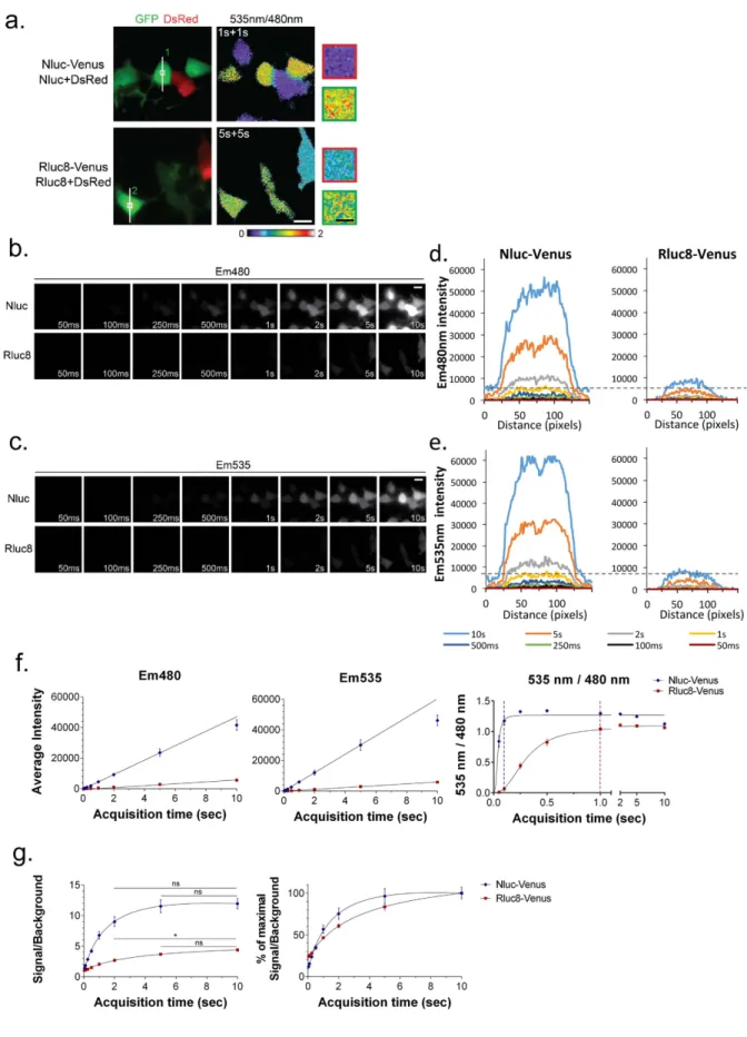 Figure 2.  The time resolution of BRET imaging is 10-times greater with Nluc compared to Rluc8
