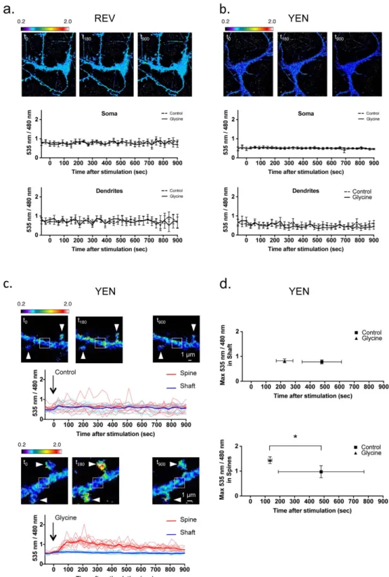 Figure 6.  The Nluc-containing reporter is able to detect subtle ERK-activity modulations in the dendritic  spines of neurons