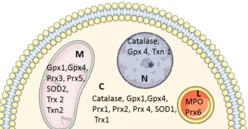 Figure 2. Compartmentalization of cardiac antioxidant enzymes. C: cytosol; EC: Extracellular  compartment; L: lysosomes; M: mitochondria; N: nucleus; GPX 1–4: glutathione peroxidase 1–4; SOD  1–3: superoxide dismutase 1–3; Txn 1–2: thioredoxin 1 and 2; Trx