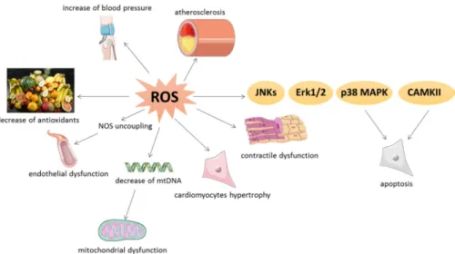 Figure 4. Pathological roles of oxidative stress in cardiovascular tissues. ROS: reactive oxygen  species; NOS: nitric oxide synthase; mtDNA: mitochondrial DNA; JNK: c-Jun N-terminal kinase; 