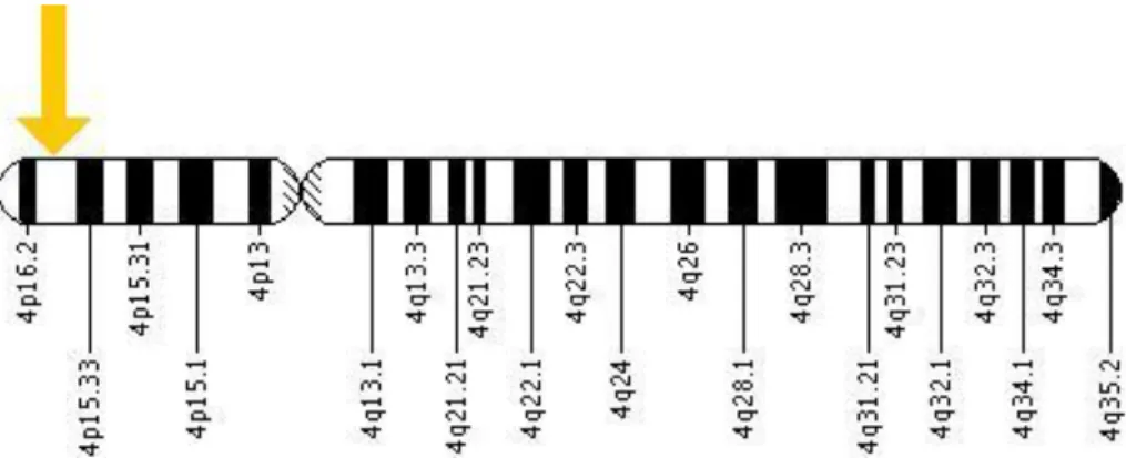Figure 8 : Localisation  du gène WFS1 sur le chromosome 4 [15] 