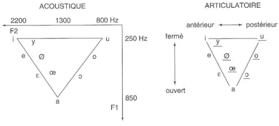 Figure 11 : Triangle vocalique. Liaison  entre l'acoustique et l'articulatoire [19] 