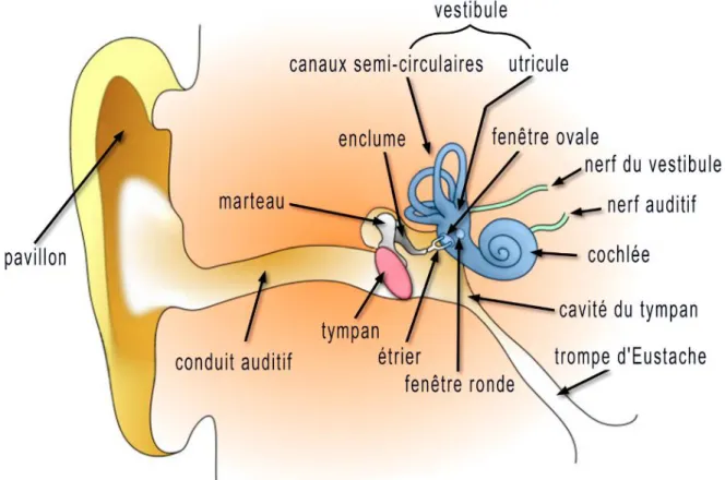 Figure 1 : Fonctionnement de l'oreille [1] 