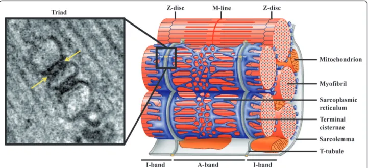 Figure 1 Triad organization in skeletal muscle. Left: Electron micrograph of a triad junction