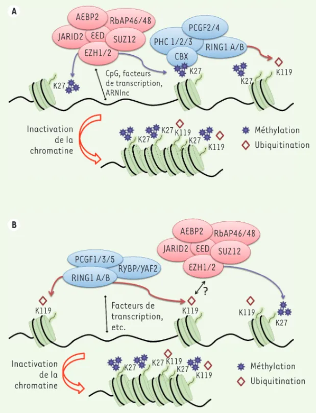 Figure 2.  Les différents modèles de recrutements  hiérarchiques des protéines PcG à la chromatine