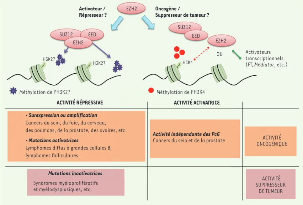 Figure 3. Bilan des différentes activités d’EZH2 et effets dans les cancers. En fonction du type de cancers, la protéine EZH2 peut avoir un rôle  oncogénique ou suppresseur de tumeur