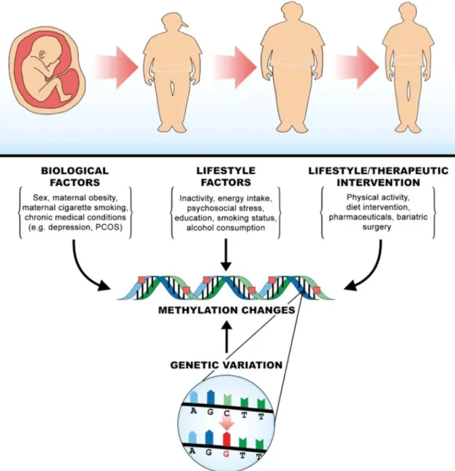 Figure 1. Biological model to explain gene-environment interactions in obesity.    