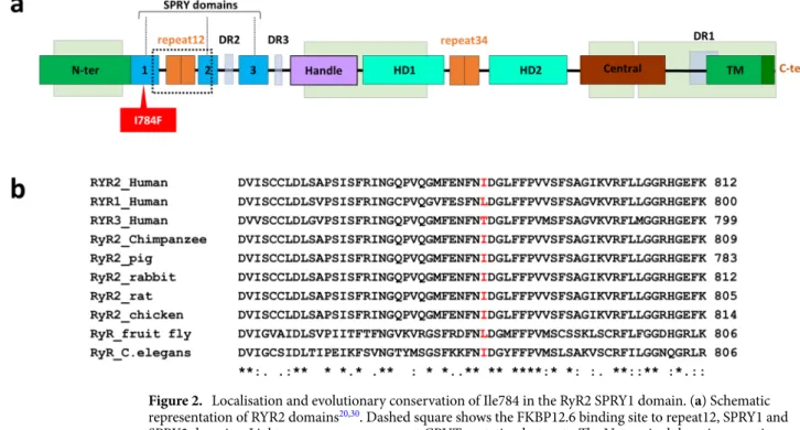 Figure 2.  Localisation and evolutionary conservation of Ile784 in the RyR2 SPRY1 domain
