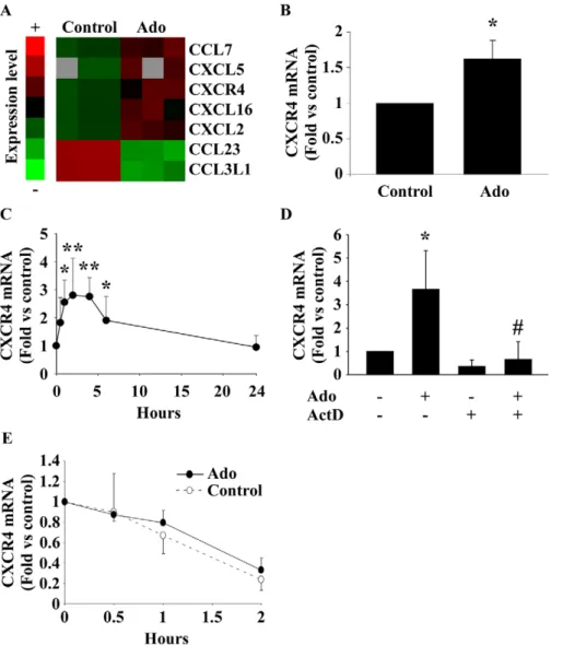 Figure 1. Adenosine increases CXCR4 mRNA expression. A. Transcriptomic analysis of EPC treated with 10 mmol/L Ado for 6 hours using microarrays