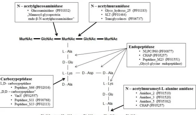 Fig.  5  Représentation  schématique  des  sites  de  coupure  et  des  domaines  catalytiques  des  PGHs  (PF  –  notation du domaine dans la database Pfam) existantes chez les bactéries à Gram positif (d´après Layec, 2008)